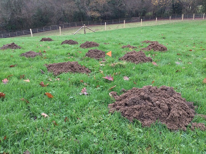 traditionalmolecontrol.co.uk the damage moles can do