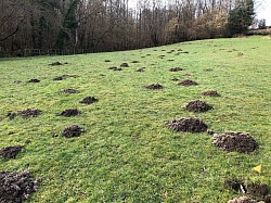 Moles will take over if left